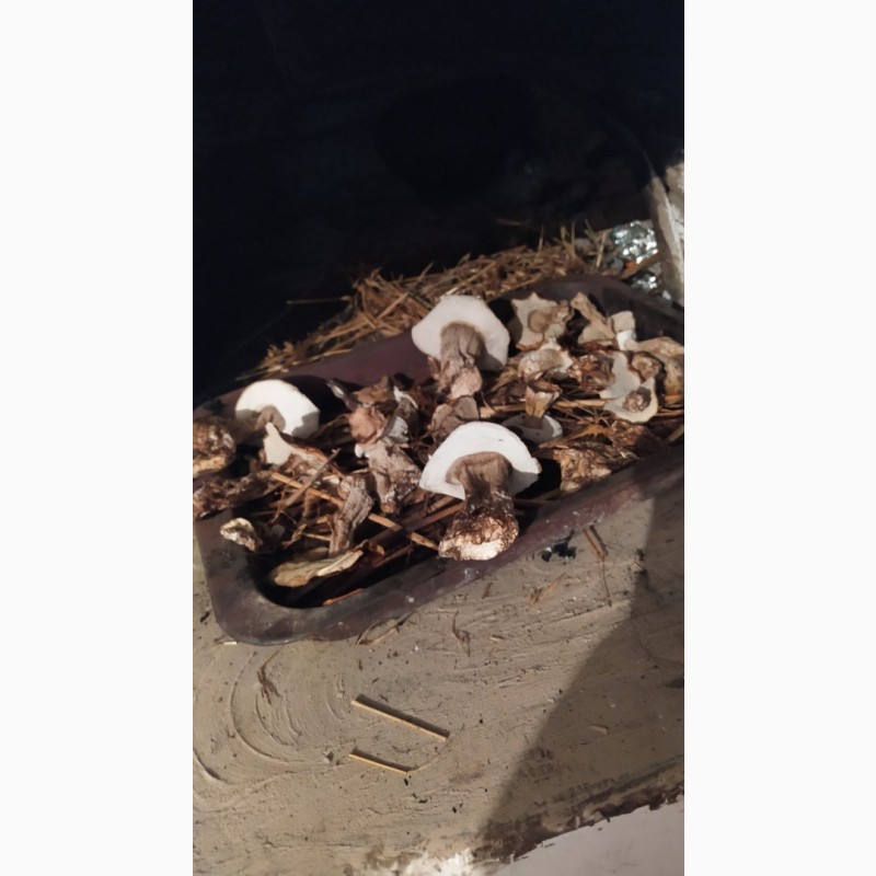 Фото 6. Сушені гриби з печі
