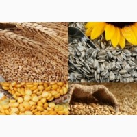 Куплю кукуруза, соя, пшеница, подсолнечник