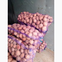 Продам домашнюю картоплю