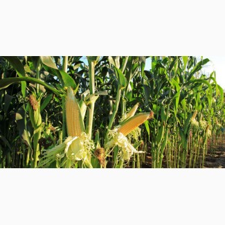 Організація закуповує великим оптом кукурудзу фуражну. Можливий самовивіз