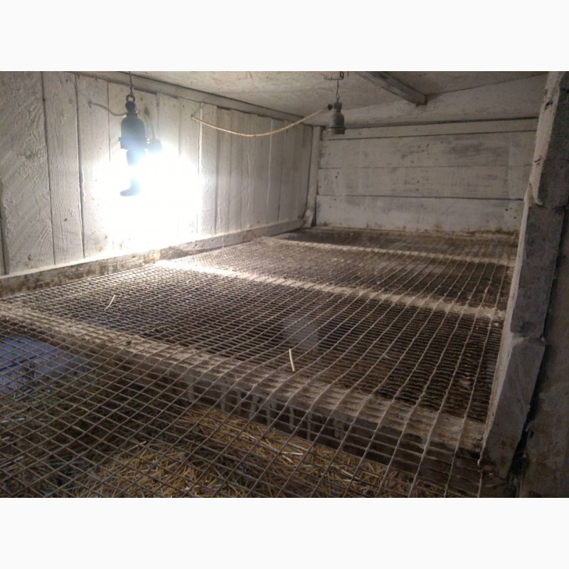 Фото 6. Продам клетки для бройлеров, кроликов з подсветкой и датчиками температуры