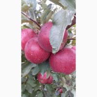Продам яблоко оптом из молодого сада. Урожай 21го года