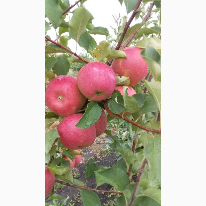 Фото 2. Продам яблоко оптом из молодого сада. Урожай 21го года