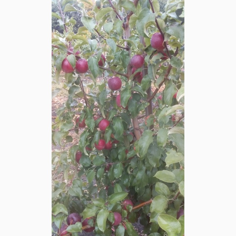Фото 3. Продам яблоко оптом из молодого сада. Урожай 21го года