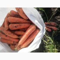 Морковь Абако качество