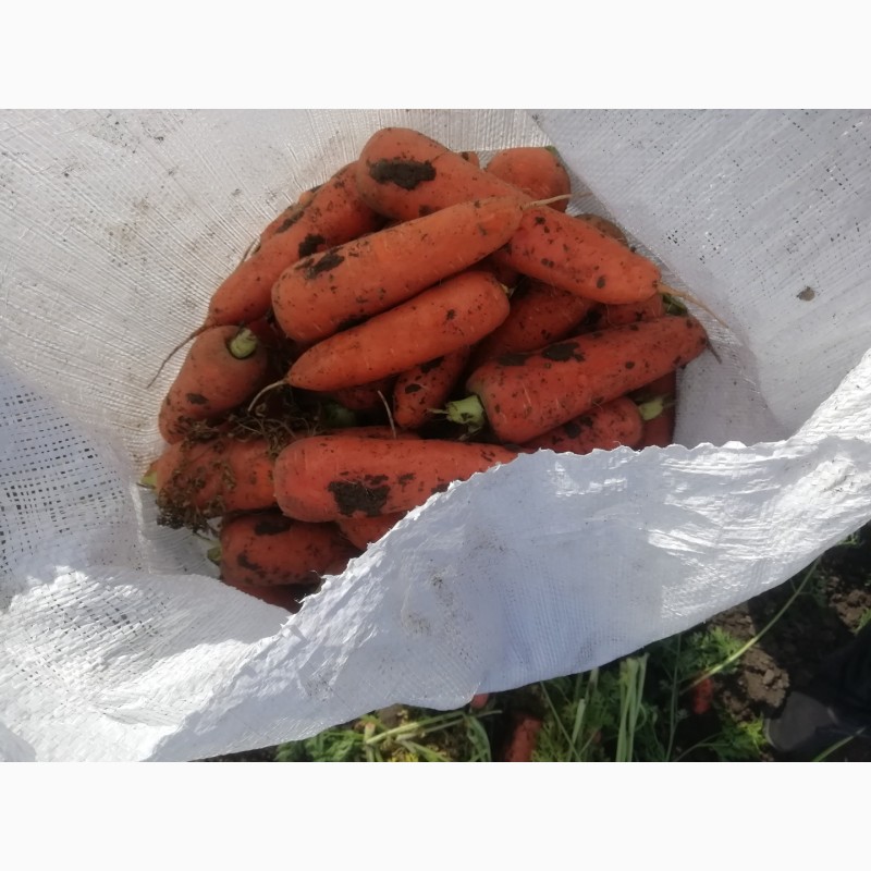 Фото 3. Морковь Абако качество