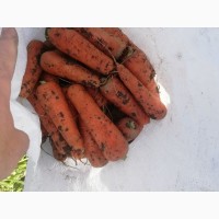 Морковь Абако качество