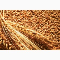 Продам пшеницу (твёрдая)