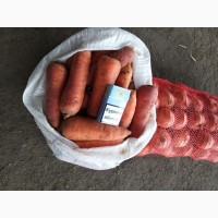 Продам морковь оптом сорт Абако
