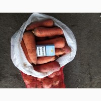 Продам морковь оптом сорт Абако