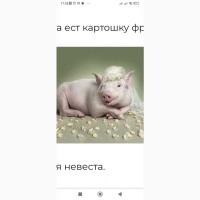 Куплю свиней опт вся Украина