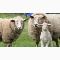 Закупівля овець по всей Украине