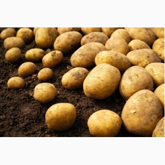 Продаж оптової якісної картоплі, Черкаська область