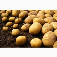 Продаж оптової якісної картоплі, Черкаська область