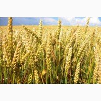 Пшениця озима сорт Антоніна еліта
