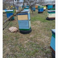 Продам сім#039;ї бджоли на 8 рамок з вуликами дадан або українка