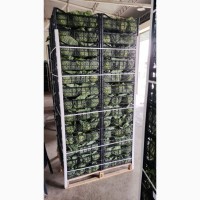 Продаж молодої македонської капусти вирощеної в теплицях. Дуже доступна ціна 0.54E EXW