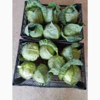 Продаж молодої македонської капусти вирощеної в теплицях. Дуже доступна ціна 0.54E EXW