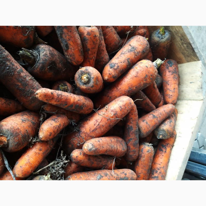Фото 2. Продам морковь оптом сорт Каскад