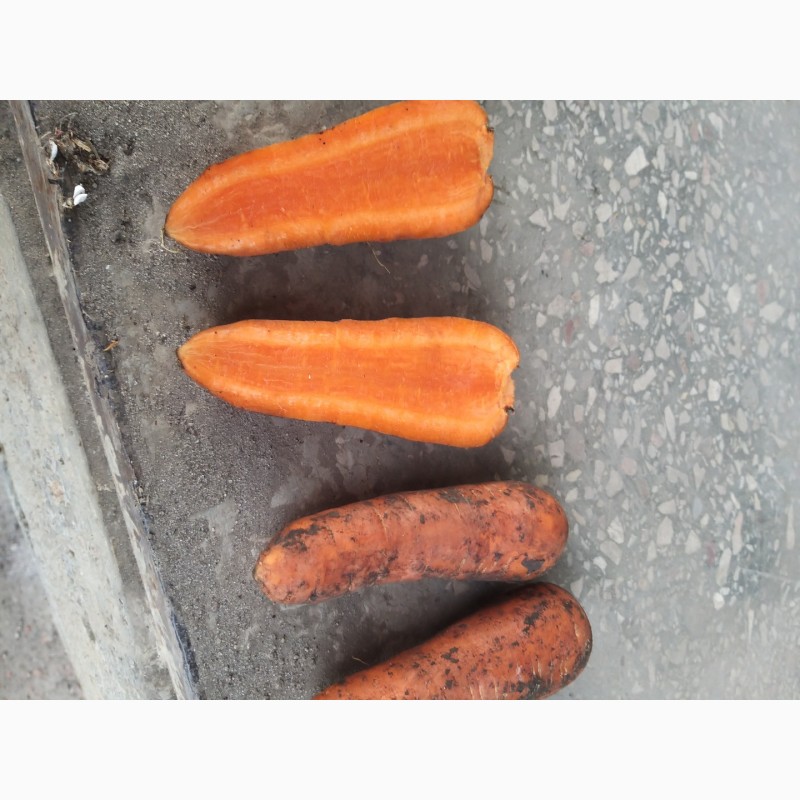 Фото 4. Продам морковь оптом сорт Каскад