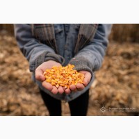 Продам кукурудзу 1000 тонн, Черкаська обл, Васютинці