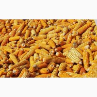Продам кукурудзу 200 тонн, Житомирська обл, Бердичів