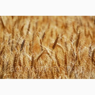 Насіння озимої пшениці Керамік LG