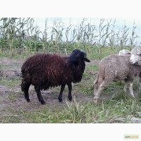 Продам овец ягнят киев троещина