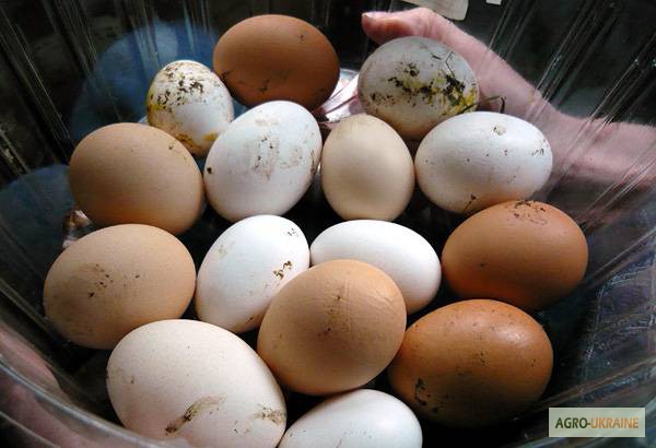 Фото 2. Яйца оптом с фермы