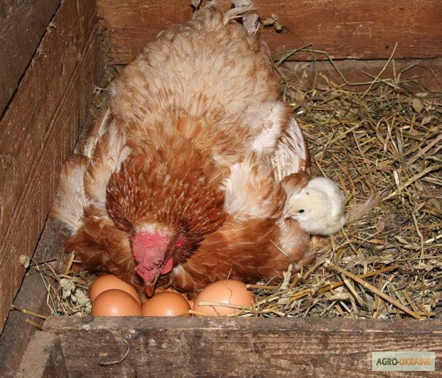Фото 3. Яйца оптом с фермы