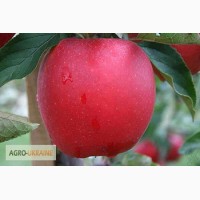 Продам саджанці яблунь та інших декоративних дерев