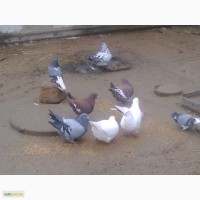 Продам голубей породы Кинги