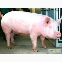 Продам свиней и бычков живым весом