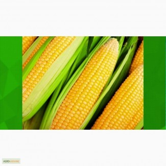 Семена кукурузы отечественные производители