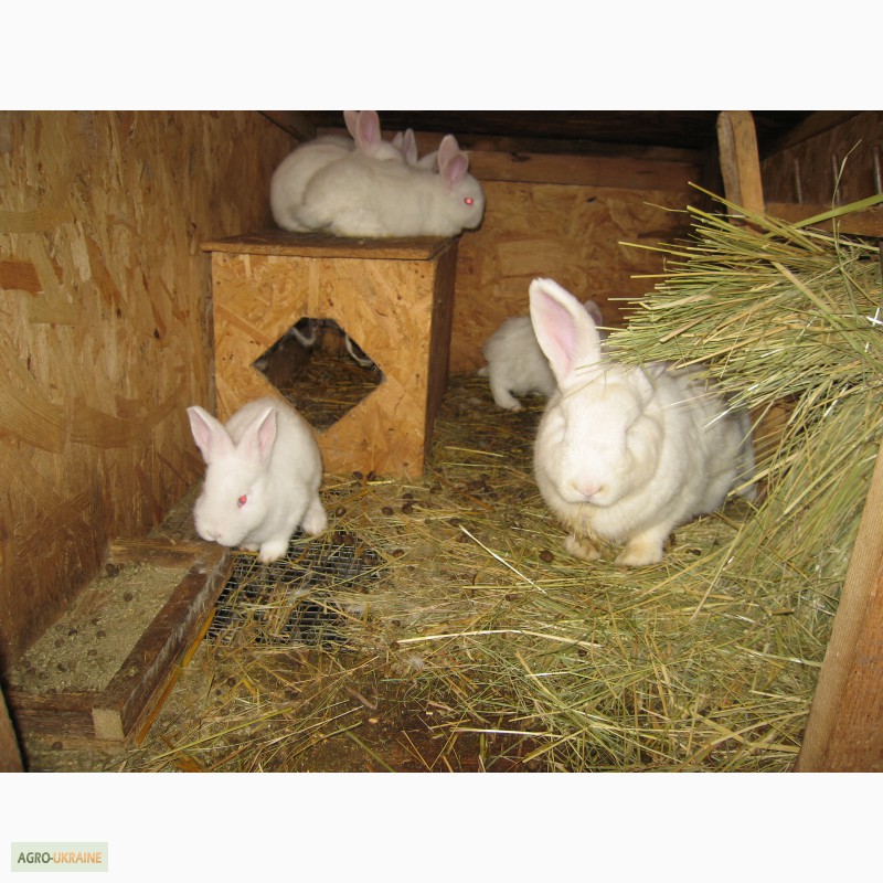 Фото 7. Продам кроликов новозеландцев калифорнийцев бургундцев и Полтавское серебро