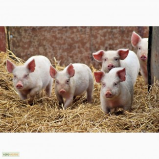 Продам свиней живым весом 150-300 галов