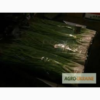 Продам зелену цибулю(Тернопіль)