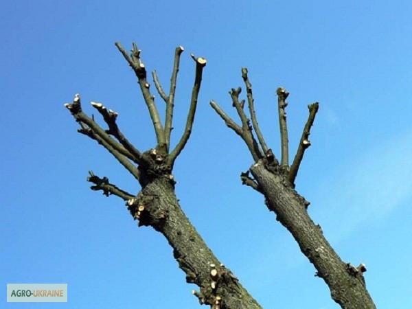Фото 4. Предлагаем профессиональную обрезку деревьев