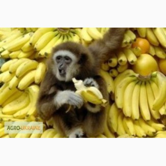 Бананы (сопровождение импортных операций)