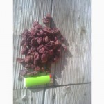 Продам клубнику сушеную 2017