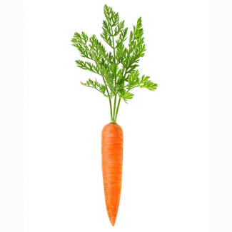 Купуємо товарну моркву
