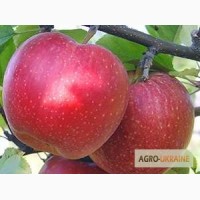 Яблуня джонаголд декоста (однорічні та дворічні)