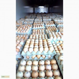 Поставка инкубационного яйца из Польши