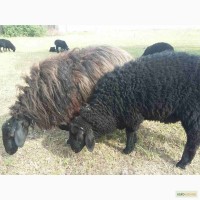 Продам курдючных и романовских овец