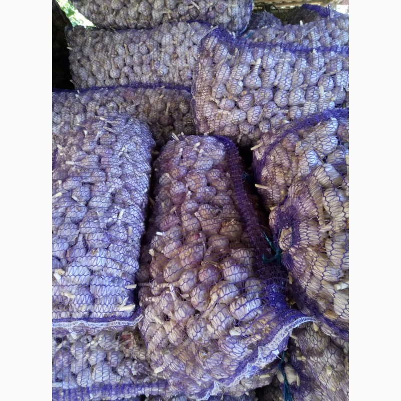 Фото 5. Продам Посадочный материал чеснок Любаша зубок, однозубка, воздушные семена
