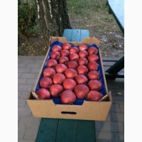 Продам яблоки сорта Гала Ред Лум