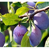Питомник выращивает саженцы плодовых деревьев Слива на подвой алыча абрикос пумиселект опт