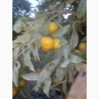 Апельсины из Испании