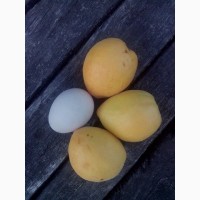 Продам саджанці абрикос (ананасовий, юбілейний та інші)