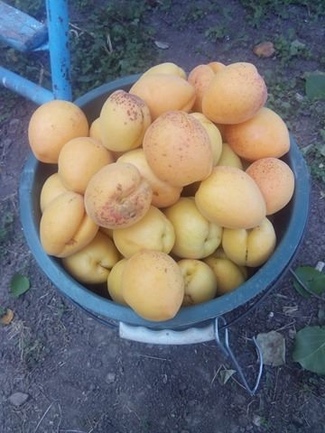 Фото 3. Продам саджанці абрикос (ананасовий, юбілейний та інші)